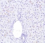 Anti-F4/80 antibody [SP115](AB111101)