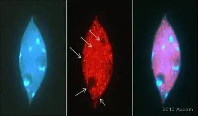 Anti-Histone H3 (acetyl K9) antibody - ChIP Grade(AB10812)