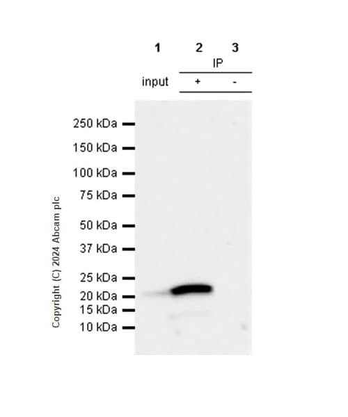 Anti-Claudin 1 antibody [RM1186](AB317709)