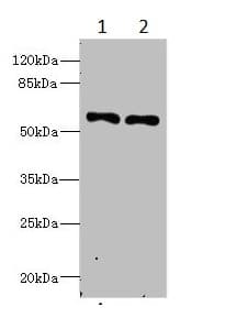 Ifrd2 Antibody Ab235520  Western Blot Img16562
