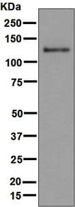 Mda5 Antibody Epr6743 Bsa And Azide Free Ab219952  Western Blot Img81897