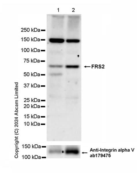 Anti-Integrin alpha V antibody [EPR16800](AB179475)