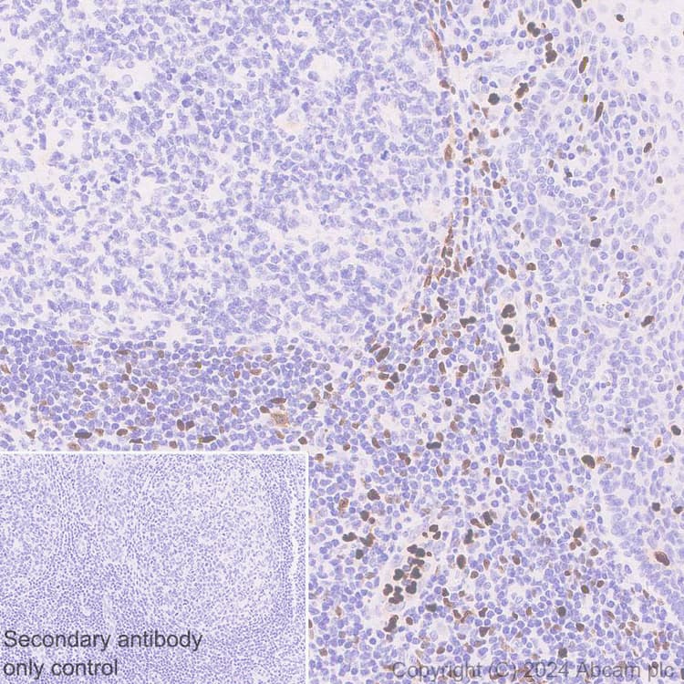 Anti-MNDA antibody [EPR28267-44] - BSA and Azide free(AB316968)