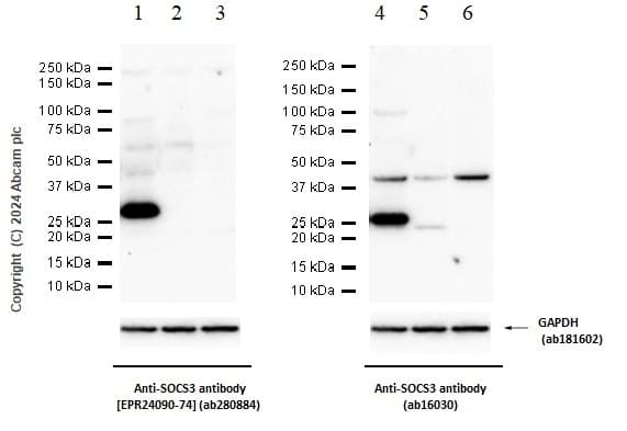 Socs3 Antibody Epr24090 74 Ab280884  Western Blot Img432998