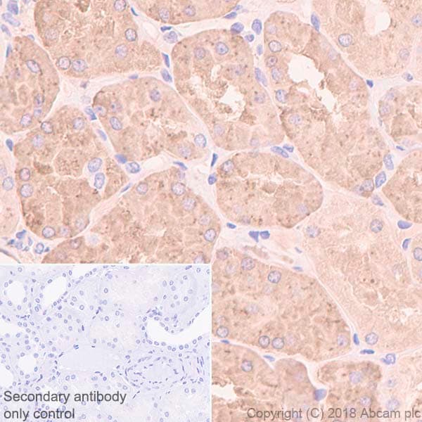 Anti-Prealbumin antibody [EPR3219] - BSA and Azide free(AB239915)