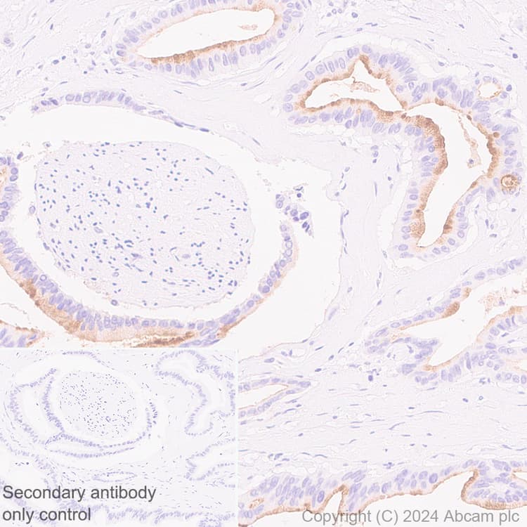 Muc17 Antibody Epr28482 85 Ab316971  Immunohistochemistry Formalin Pfa Fixed Paraffin Embedded Sections Img429269