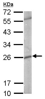 Anti-GST3 / GST pi antibody(AB153949)