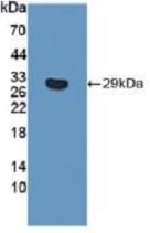 Anti-ITGB6 antibody(AB233519)