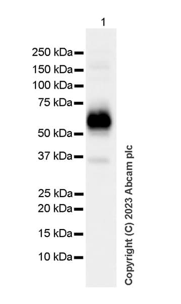 Anti-Tyrosine Hydroxylase antibody [RM1085](AB315252)