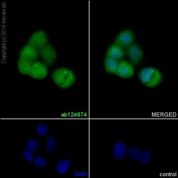 Dctn3 Antibody Epr5097 Ab124674  Immunocytochemistry Immunofluorescence Img15414