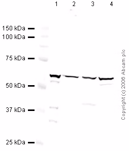Rabbit Mouse Igg H L Hrp Ab6728 Western Blot Img2897