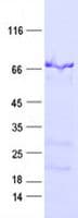Recombinant Human SEMG2 protein (His Tag)(ab314515)