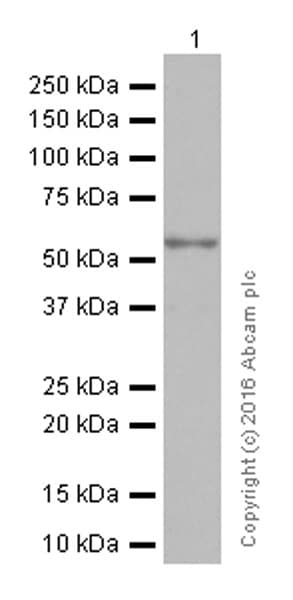Anti-Tyrosine Hydroxylase antibody [EP1532Y] - Neuronal Marker(AB137869)