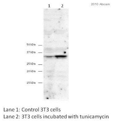 Anti-DDIT3 antibody [9C8](AB11419)