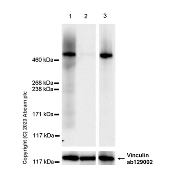 Anti-Heparan Sulfate Proteoglycan 2/Perlecan antibody [EPR28345-62] - BSA and Azide free(AB315241)