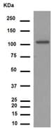 Anti-Notch1 antibody [EP1238Y](AB52627)