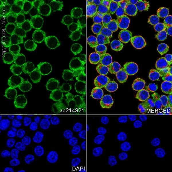Anti-BMP2 antibody [EPR20807] - BSA and Azide free(AB225898)