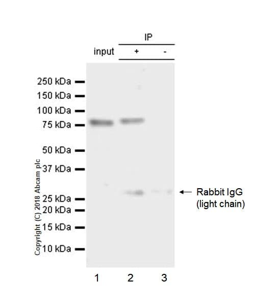 Anti-DDX4 / MVH antibody [EPR21789] - BSA and Azide free(AB236462)