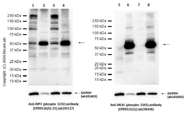 Anti-MLKL (phospho S345) antibody [EPR9515(2)](AB196436)