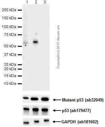 P53 Phospho S37 Antibody Epr17353 Ab182164  Western Blot Img20768