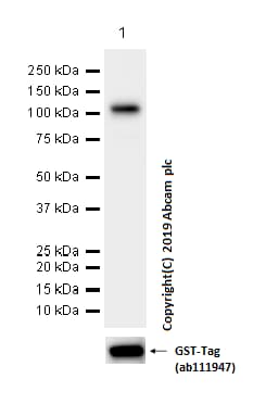 Anti-Lamin B1 antibody [EPR8985(B)] - Nuclear Envelope Marker(AB133741)