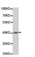 Ppp2r4 Antibody Ab186866  Western Blot Img98705
