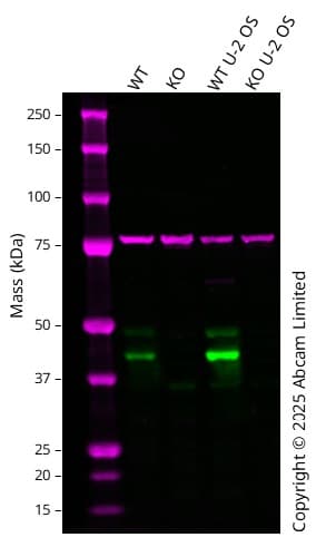 Anti-JNK1 antibody [EPR140(2)](AB110724)
