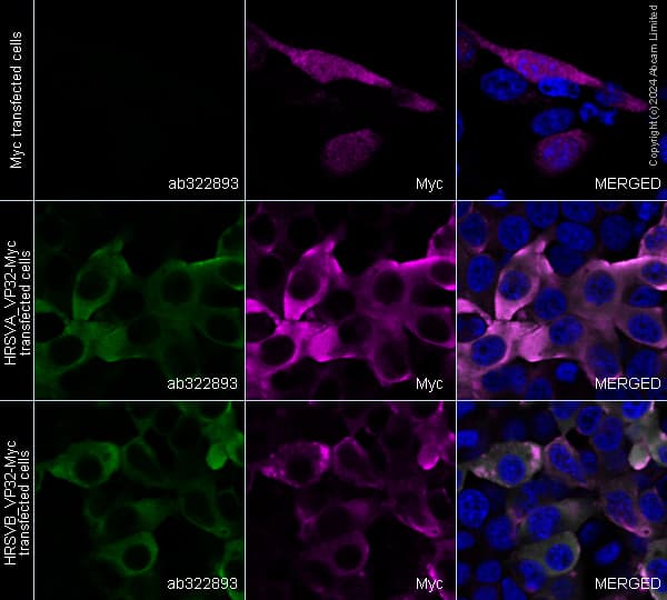 Anti-Myc tag antibody(AB9106)
