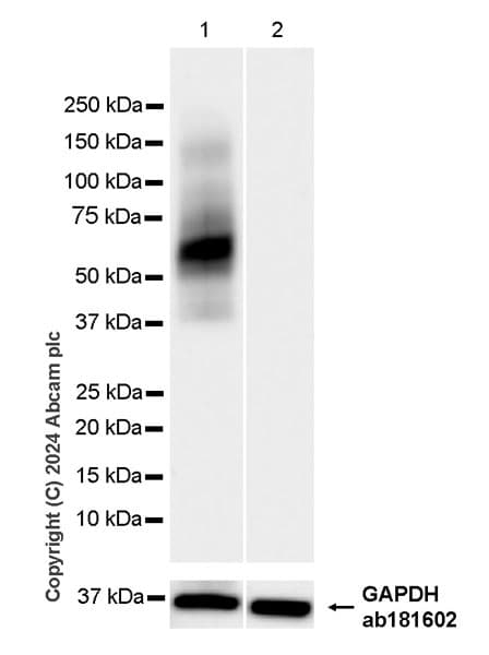 Lox 1 Antibody Epr27871 67 Bsa And Azide Free Ab317690  Western Blot Img432059