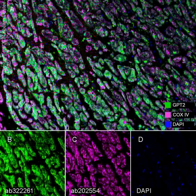 Anti-COX IV antibody [EPR9442(ABC)] - BSA and Azide free(AB231168)