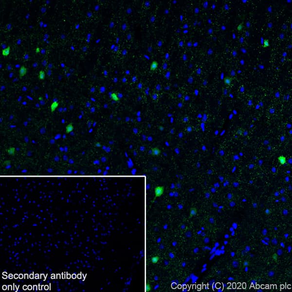 Anti-Homer1 antibody [EPR15309] - BSA and Azide free(AB232668)