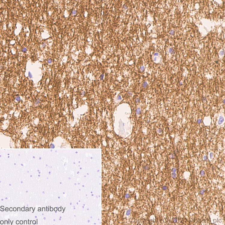 Myelin Plp Antibody Plpc 1 Ab9311  Immunohistochemistry Formalin Pfa Fixed Paraffin Embedded Sections Img182928