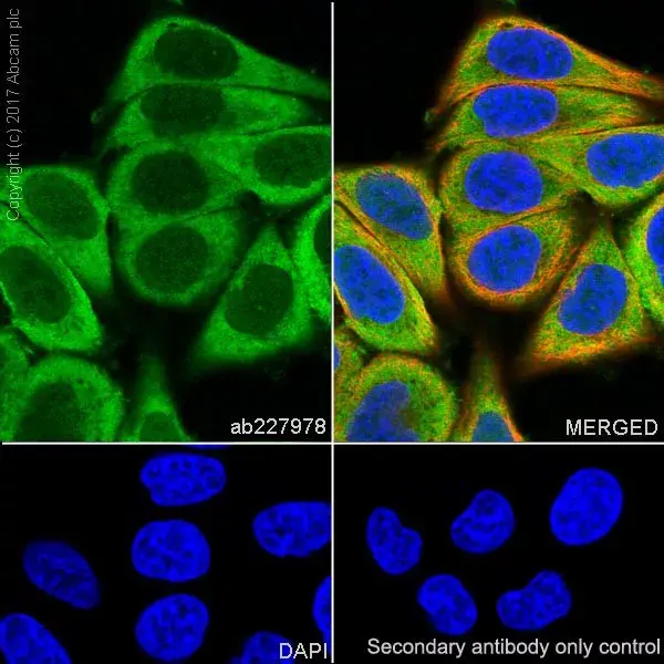 Anti-ENO1 antibody [EPR19758] - BSA and Azide free(AB229378)