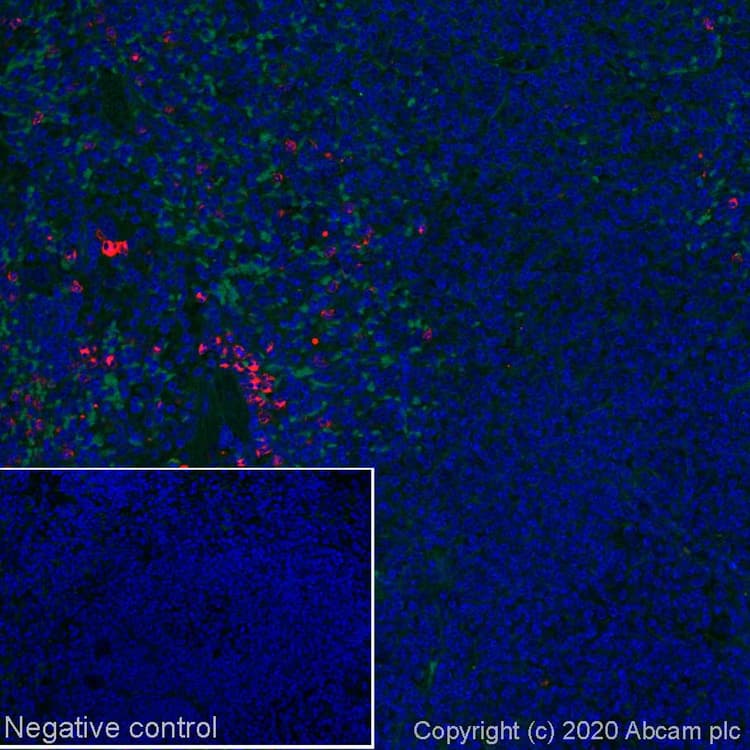 Alexa Fluor® 647 Anti-Myeloperoxidase antibody [EPR17996](ab252131)
