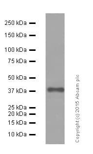 Anti-Islet 1 antibody [EP4182] - Neural Stem Cell Marker(AB109517)