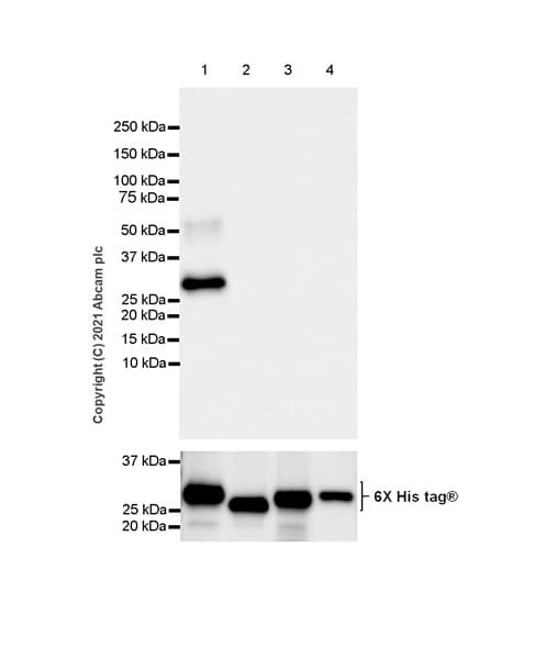 Rab3a Antibody Epr24450 44 Bsa And Azide Free Ab285170  Western Blot Img172106