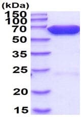 Recombinant Firefly Luciferase protein(AB100961)