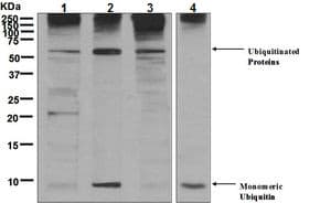 Anti-Ubiquitin antibody [EPR8830](AB134953)
