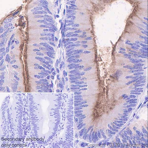 Anti-MUC13 antibody [EPR21901] - BSA and Azide free(AB237590)