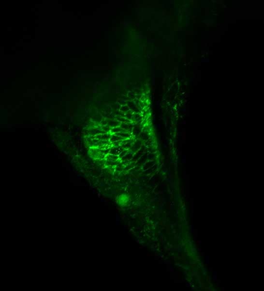 Anti-N Cadherin antibody(AB211126)