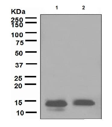 Anti-Lysozyme antibody [EPR2994(2)](AB108508)