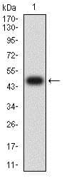 Icam2 Antibody 6b9g10 Ab233828  Western Blot Img148499