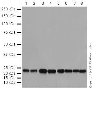 Rhoa Rhoc Antibody Epr18133 Ab187026  Western Blot Img4889