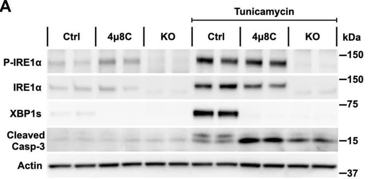 Anti-IRE1 (phospho S724) antibody(AB48187)