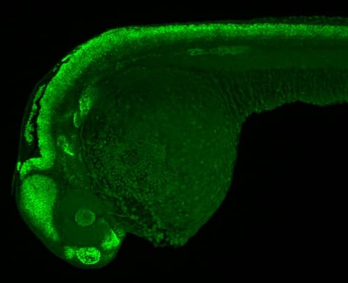 Anti-SOX3 antibody(ab229629)