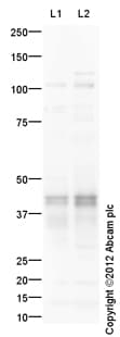 Goat Rabbit Igg H L Hrp Preadsorbed Ab97080  Western Blot Img87477