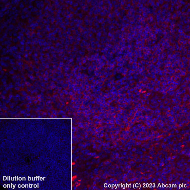 Alexa Fluor® 555 Anti-CD4 antibody [EPR19514](AB313727)