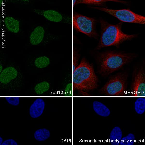 Anti-DNA Ligase III/LIG3 antibody [EPR27265-44](AB313374)
