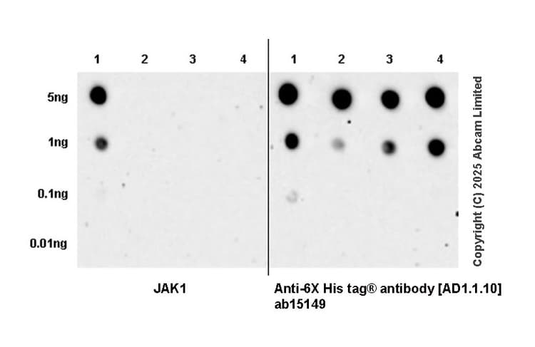 Anti-6X His tag® antibody [AD1.1.10](AB15149)