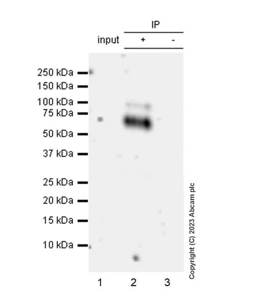VeriBlot for IP Detection Reagent (HRP)(AB131366)